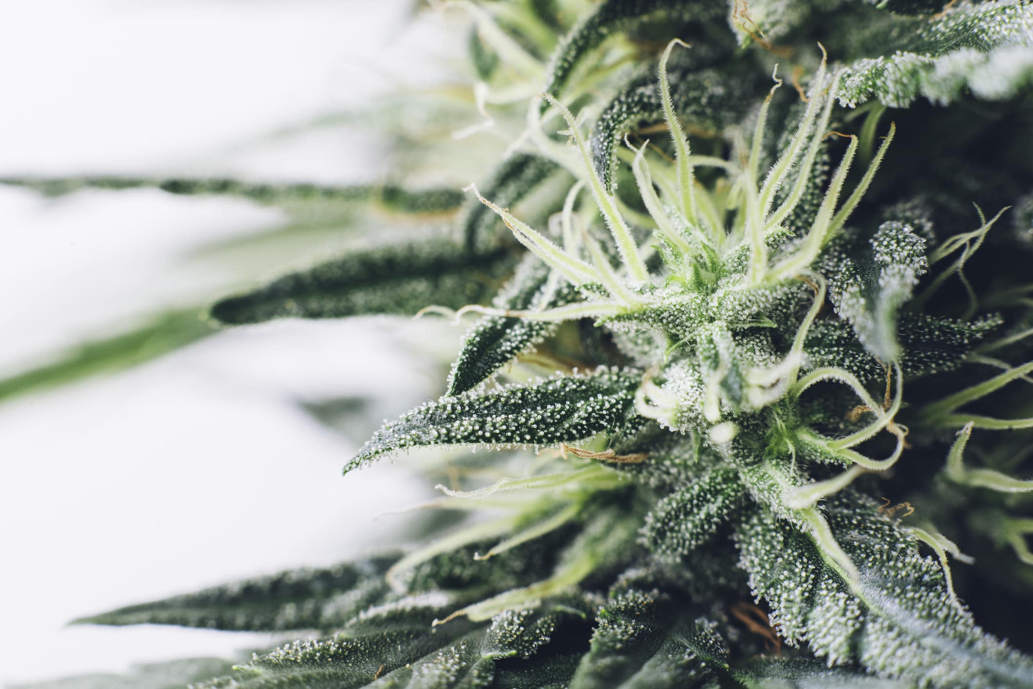 The Best Cannabis Strains for Pain in Massachusetts