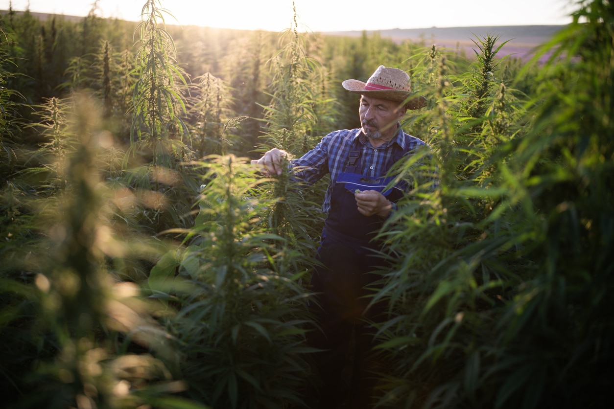 Senior farmer ispects his mature herbal cannabis plants at a CBD oil hemp marijuana farm.